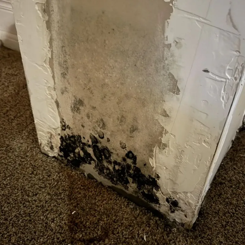 Professional Mold Removal in Dysart, IA